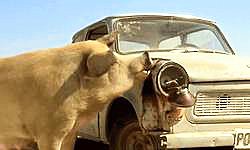 Crna mačka beli mačor-sm