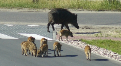 Masowy odstrzał dzik&oacute;w. Dlaczego do niego dochodzi?