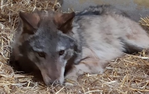 Szczęśliwe zakończenie dla poznańskiego wilka