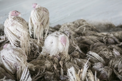 Wielkie wymieranie? Z powodu chor&oacute;b ginie coraz więcej zwierząt