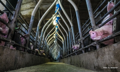 Antybiotyki i świnie