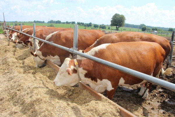 W cieniu ob&oacute;r, chlewni i kurnik&oacute;w. Hodowla zwierząt a klimat