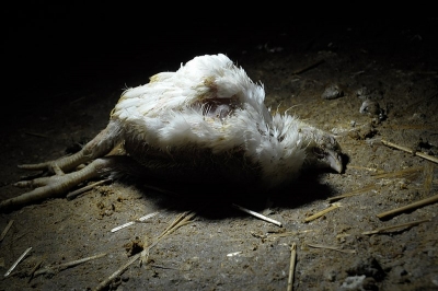 Liberalne miasto zwierząt Cześć 3. Zoopolis a prawa zwierząt