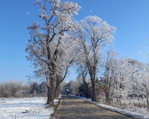 Krzesiny &ndash; historia zniszczonych drzew