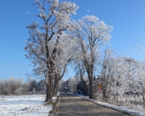 Krzesiny &ndash; historia zniszczonych drzew